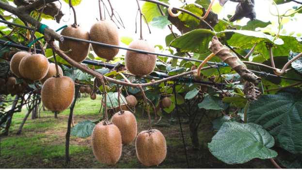 &Eta; &alpha;&kappa;&alpha;&rho;&pi;ί&alpha; &pi;&rho;&omicron;&kappa;&alpha;&lambda;&epsilon;ί &sigma;&eta;&mu;&alpha;&nu;&tau;&iota;&kappa;ή &mu;&epsilon;ί&omega;&sigma;&eta; &tau;&omicron;&upsilon; &epsilon;&iota;&sigma;&omicron;&delta;ή&mu;&alpha;&tau;&omicron;&sigmaf; &tau;&omega;&nu; &alpha;&kappa;&tau;&iota;&nu;&iota;&delta;&omicron;&pi;&alpha;&rho;&alpha;&gamma;&omega;&gamma;ώ&nu;