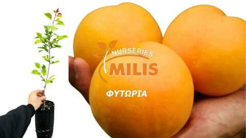 &Pi;&epsilon;&rho;&iota;&omicron;&rho;&iota;&sigma;&mu;έ&nu;&omicron;&sigmaf; &alpha;&rho;&iota;&theta;&mu;ό&sigmaf; &delta;&iota;&alpha;&theta;έ&sigma;&iota;&mu;&omega;&nu; &phi;&upsilon;&tau;ώ&nu; (&gamma;&lambda;ά&sigma;&tau;&rho;&alpha;) &beta;&iota;&omicron;&mu;&eta;&chi;&alpha;&nu;&iota;&kappa;ώ&nu; &pi;&omicron;&iota;&kappa;&iota;&lambda;&iota;ώ&nu; &rho;&omicron;&delta;ά&kappa;&iota;&nu;&omicron;&upsilon; &kappa;&alpha;&iota; &beta;&epsilon;&rho;ί&kappa;&omicron;&kappa;&omicron;&upsilon;