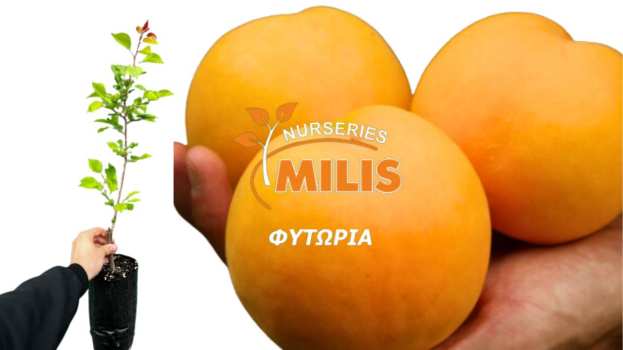 &Pi;&epsilon;&rho;&iota;&omicron;&rho;&iota;&sigma;&mu;έ&nu;&omicron;&sigmaf; &alpha;&rho;&iota;&theta;&mu;ό&sigmaf; &delta;&iota;&alpha;&theta;έ&sigma;&iota;&mu;&omega;&nu; &phi;&upsilon;&tau;ώ&nu; (&gamma;&lambda;ά&sigma;&tau;&rho;&alpha;) &beta;&iota;&omicron;&mu;&eta;&chi;&alpha;&nu;&iota;&kappa;ώ&nu; &pi;&omicron;&iota;&kappa;&iota;&lambda;&iota;ώ&nu; &rho;&omicron;&delta;ά&kappa;&iota;&nu;&omicron;&upsilon; &kappa;&alpha;&iota; &beta;&epsilon;&rho;ί&kappa;&omicron;&kappa;&omicron;&upsilon;