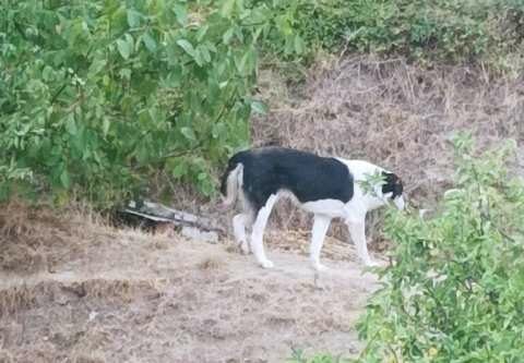 &Alpha;&delta;έ&sigma;&pi;&omicron;&tau;&omicron; &tau;&sigma;&omicron;&mu;&pi;&alpha;&nu;ό&sigma;&kappa;&upsilon;&lambda;&omicron; &epsilon;&pi;&iota;&tau;έ&theta;&eta;&kappa;&epsilon; &kappa;&alpha;&iota; &delta;ά&gamma;&kappa;&omega;&sigma;&epsilon; &delta;ύ&omicron; &omicron;&kappa;&tau;ά&chi;&rho;&omicron;&nu;&alpha; &pi;&alpha;&iota;&delta;&iota;ά &sigma;&tau;&eta;&nu; &Kappa;&alpha;&sigma;&tau;&omicron;&rho;&iota;ά