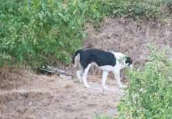 &Alpha;&delta;έ&sigma;&pi;&omicron;&tau;&omicron; &tau;&sigma;&omicron;&mu;&pi;&alpha;&nu;ό&sigma;&kappa;&upsilon;&lambda;&omicron; &epsilon;&pi;&iota;&tau;έ&theta;&eta;&kappa;&epsilon; &kappa;&alpha;&iota; &delta;ά&gamma;&kappa;&omega;&sigma;&epsilon; &delta;ύ&omicron; &omicron;&kappa;&tau;ά&chi;&rho;&omicron;&nu;&alpha; &pi;&alpha;&iota;&delta;&iota;ά &sigma;&tau;&eta;&nu; &Kappa;&alpha;&sigma;&tau;&omicron;&rho;&iota;ά