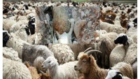 &Pi;έ&tau;&alpha;&xi;&alpha;&nu; &nu;&epsilon;&kappa;&rho;ά &pi;&rho;ό&beta;&alpha;&tau;&alpha; έ&xi;&omega; &alpha;&pi;ό &tau;&omicron; &delta;ά&sigma;&omicron;&sigmaf; &Kappa;&omicron;&upsilon;&rho;ί&omicron;&upsilon; &sigma;&tau;&omicron;&nu; &Alpha;&lambda;&mu;&upsilon;&rho;ό &Beta;ό&lambda;&omicron;&upsilon;