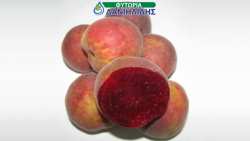 &Nu;έ&alpha; &Pi;&omicron;&iota;&kappa;&iota;&lambda;ί&alpha; &Beta;&epsilon;&rho;ί&kappa;&omicron;&kappa;&omicron;&upsilon;: Tiger&reg;DM-124-56 &pi;&omicron;&upsilon; &alpha;&xi;ί&zeta;&epsilon;&iota; &nu;&alpha; &tau;&eta;&nu; &kappa;&alpha;&lambda;&lambda;&iota;&epsilon;&rho;&gamma;ή&sigma;&epsilon;&iota;&sigmaf;!