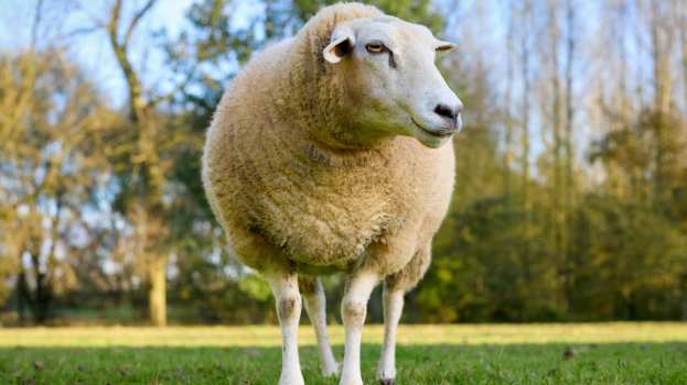 &Alpha;&nu;&alpha;&sigma;&tau;&omicron;&lambda;ή &phi;&omicron;&rho;&omicron;&lambda;&omicron;&gamma;&iota;&kappa;ώ&nu; &kappa;&alpha;&iota; &alpha;&sigma;&phi;&alpha;&lambda;&iota;&sigma;&tau;&iota;&kappa;ώ&nu; &upsilon;&pi;&omicron;&chi;&rho;&epsilon;ώ&sigma;&epsilon;&omega;&nu; &kappa;&alpha;&iota; &alpha;&pi;&alpha;&lambda;&lambda;&alpha;&gamma;ή &alpha;&pi;ό &delta;&eta;&mu;&omicron;&tau;&iota;&kappa;ά &tau;έ&lambda;&eta; &gamma;&iota;&alpha; &pi;&lambda;&eta;&gamma;έ&nu;&tau;&epsilon;&sigmaf; &alpha;&pi;ό &tau;&omicron;&nu; &alpha;&phi;&theta;ώ&delta;&eta; &pi;&upsilon;&rho;&epsilon;&tau;ό