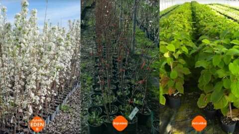 &Alpha;&chi;&lambda;ά&delta;&iota;&alpha; Eden &reg;, &Alpha;&kappa;&tau;&iota;&nu;ί&delta;&iota;&alpha; &kappa;&alpha;&iota; &Beta;&epsilon;&rho;ί&kappa;&omicron;&kappa;&alpha; &sigma;&epsilon; &gamma;&lambda;ά&sigma;&tau;&rho;&alpha; έ&tau;&omicron;&iota;&mu;&alpha; &gamma;&iota;&alpha; &phi;ύ&tau;&epsilon;&upsilon;&sigma;&eta;!