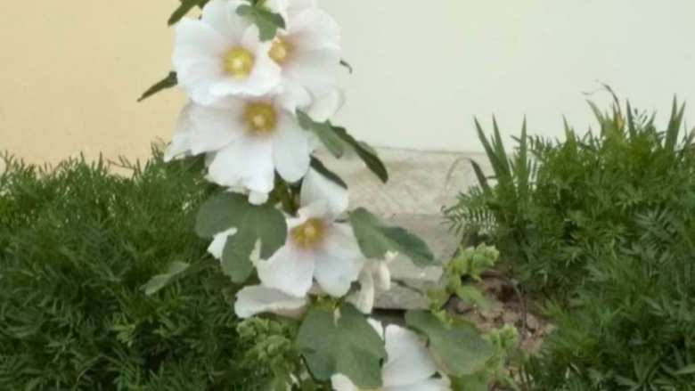 Έ&nu;&alpha; &beta;ό&tau;&alpha;&nu;&omicron; &mu;&epsilon; &alpha;&pi;ί&sigma;&tau;&epsilon;&upsilon;&tau;&epsilon;&sigmaf; &kappa;&alpha;&tau;&alpha;&pi;&rho;&alpha;ϋ&nu;&tau;&iota;&kappa;έ&sigmaf; &iota;&delta;&iota;ό&tau;&eta;&tau;&epsilon;&sigmaf;
