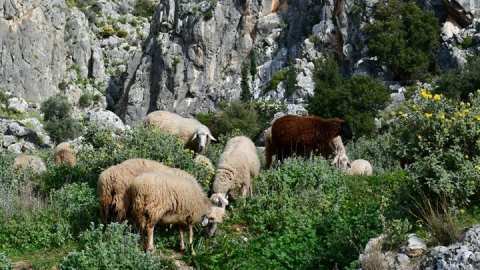 &Beta;&iota;&omicron;&lambda;&omicron;&gamma;&iota;&kappa;ή &pi;&alpha;&rho;&alpha;&gamma;&omega;&gamma;ή: &Upsilon;&psi;&eta;&lambda;ά &pi;&omicron;&sigma;&omicron;&sigma;&tau;ά &mu;&eta; &sigma;&upsilon;&mu;&mu;ό&rho;&phi;&omega;&sigma;&eta;&sigmaf; &sigma;&epsilon; &epsilon;&lambda;έ&gamma;&chi;&omicron;&upsilon;&sigmaf; &gamma;&iota;&alpha; &mu;&epsilon;&lambda;&iota;&sigma;&sigma;&omicron;&kappa;&omicron;&mu;ί&alpha; &kappa;&alpha;&iota; &kappa;&tau;&eta;&nu;&omicron;&tau;&rho;&omicron;&phi;ί&alpha;
