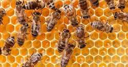 &Mu;&eta;&chi;&alpha;&nu;&omicron;&kappa;ί&nu;&eta;&tau;&eta; &delta;&iota;&alpha;&mu;&alpha;&rho;&tau;&upsilon;&rho;ί&alpha; &mu;&epsilon;&lambda;&iota;&sigma;&sigma;&omicron;&kappa;ό&mu;&omega;&nu; &sigma;&tau;&omicron; &kappa;έ&nu;&tau;&rho;&omicron; &tau;&omega;&nu; &Phi;&alpha;&rho;&sigma;ά&lambda;&omega;&nu;