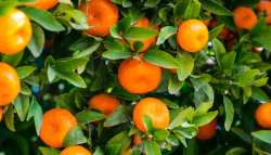 &Delta;&iota;&pi;&lambda;ά &zeta;&eta;&mu;&iota;&omega;&mu;έ&nu;&omicron;&iota; &omicron;&iota; &pi;&alpha;&rho;&alpha;&gamma;&omega;&gamma;&omicron;ί &epsilon;&sigma;&pi;&epsilon;&rho;&iota;&delta;&omicron;&epsilon;&iota;&delta;ώ&nu;