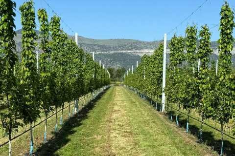 &Delta;&epsilon;&sigmaf; &sigma;&tau;&omicron; &chi;&omega;&rho;ά&phi;&iota; &tau;&eta;&nu; &alpha;&pi;ί&sigma;&tau;&epsilon;&upsilon;&tau;&eta; &Alpha;&nu;ά&pi;&tau;&upsilon;&xi;&eta; &alpha;&pi;ό &tau;&eta;&nu; &Pi;&omicron;&iota;&kappa;&iota;&lambda;ί&alpha; &Alpha;&chi;&lambda;&alpha;&delta;&iota;&omicron;ύ Eden Gold (&Phi;&omega;&tau;&omicron;&gamma;&rho;&alpha;&phi;ί&epsilon;&sigmaf;)