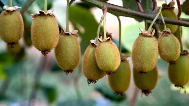 &Alpha;ί&tau;&eta;&mu;&alpha; &gamma;&iota;&alpha; &kappa;&alpha;&tau;&rsquo; &epsilon;&xi;&alpha;ί&rho;&epsilon;&sigma;&eta; έ&nu;&alpha;&rho;&xi;&eta; &tau;&eta;&sigmaf; &sigma;&upsilon;&gamma;&kappa;&omicron;&mu;&iota;&delta;ή&sigmaf; &alpha;&kappa;&tau;&iota;&nu;ί&delta;&iota;ώ&nu; &alpha;&pi;ό &tau;&iota;&sigmaf; 5 &Omicron;&kappa;&tau;&omega;&beta;&rho;ί&omicron;&upsilon; 2024