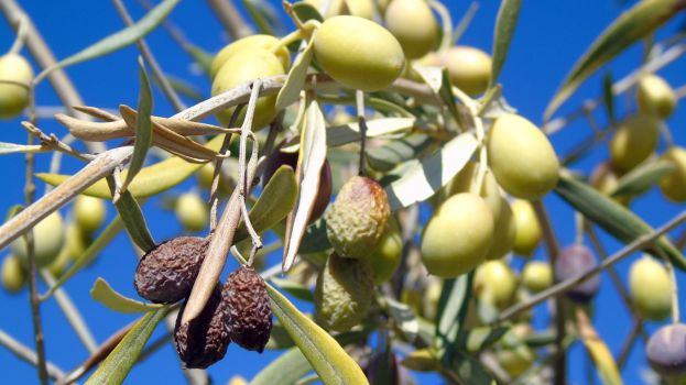 &Zeta;&eta;&mu;&iota;έ&sigmaf; &lambda;ό&gamma;&omega; &alpha;&nu;&omicron;&mu;&beta;&rho;ί&alpha;&sigmaf; &sigma;&tau;&eta; &phi;&epsilon;&tau;&iota;&nu;ή &pi;&alpha;&rho;&alpha;&gamma;&omega;&gamma;ή &epsilon;&lambda;&iota;ά&sigmaf; &sigma;&tau;&omicron; &Beta;&iota;ά&nu;&nu;&omicron; &tau;&eta;&sigmaf; &Kappa;&rho;ή&tau;&eta;&sigmaf;