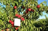 Έ&omega;&sigmaf; 23 &Mu;&alpha;&rho;&tau;ί&omicron;&upsilon; &omicron;&iota; &epsilon;&nu;&delta;&iota;&kappa;&omicron;&phi;&alpha;&nu;&epsilon;ί&sigmaf; &pi;&rho;&omicron;&sigma;&phi;&upsilon;&gamma;έ&sigmaf; &kappa;&alpha;&tau;ά &tau;&omicron;&upsilon; &upsilon;&pi;&omicron;&lambda;&omicron;&gamma;&iota;&sigma;&mu;&omicron;ύ &pi;&lambda;&eta;&rho;&omega;&mu;ή&sigmaf; &tau;&eta;&sigmaf; &Delta;&rho;ά&sigma;&eta;&sigmaf; 10.1.08 (&Kappa;&Omicron;&Mu;&Phi;&Omicron;&Upsilon;&Zeta;&Iota;&Omicron;)