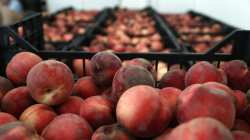 &Pi;&rho;ό&beta;&lambda;&epsilon;&psi;&eta; &Epsilon;&upsilon;&rho;&omega;&pi;&alpha;ϊ&kappa;ή&sigmaf; &pi;&alpha;&rho;&alpha;&gamma;&omega;&gamma;ή&sigmaf; &rho;&omicron;&delta;ά&kappa;&iota;&nu;&omega;&nu; &kappa;&alpha;&iota; &nu;&epsilon;&kappa;&tau;&alpha;&rho;&iota;&nu;&iota;ώ&nu;