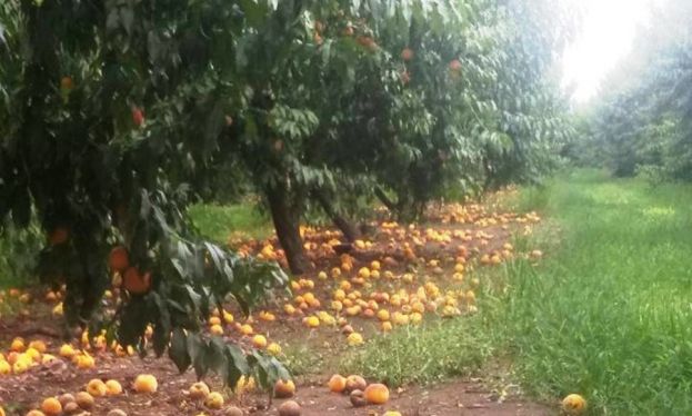 &Tau;&omicron; 70 % &tau;&eta;&sigmaf; &alpha;&pi;&omicron;&zeta;&eta;&mu;ί&omega;&sigma;&eta;&sigmaf; &sigma;&tau;&omicron;&upsilon;&sigmaf; &rho;&omicron;&delta;&alpha;&kappa;&iota;&nu;&omicron;&pi;&alpha;&rho;&alpha;&gamma;&omega;&gamma;&omicron;ύ&sigmaf; &theta;&alpha; &delta;&omicron;&theta;&epsilon;ί &tau;έ&lambda;&omicron;&sigmaf; &tau;&omicron;&upsilon; &Iota;&alpha;&nu;&omicron;&upsilon;&rho;ί&omicron;&upsilon; &epsilon;ί&pi;&epsilon; &omicron; &Upsilon;&pi;&omicron;&upsilon;&rho;&gamma;ό&sigmaf; &Beta;. &Alpha;&pi;&omicron;&sigma;&tau;ό&lambda;&omicron;&upsilon;