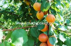 &Alpha;&nu;&alpha;&delta;&iota;ά&rho;&theta;&rho;&omega;&sigma;&eta; &tau;&omega;&nu; &Kappa;&alpha;&lambda;&lambda;&iota;&epsilon;&rho;&gamma;&epsilon;&iota;ώ&nu;: &Pi;ό&tau;&epsilon; &xi;&epsilon;&kappa;&iota;&nu;ά &eta; &upsilon;&pi;&omicron;&beta;&omicron;&lambda;ή &tau;&omega;&nu; &alpha;&iota;&tau;ή&sigma;&epsilon;&omega;&nu; &epsilon;&nu;ί&sigma;&chi;&upsilon;&sigma;&eta;&sigmaf;