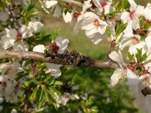 &Alpha;&mu;ύ&gamma;&delta;&alpha;&lambda;&omicron; - Monilia (Sclerotinia) laxa: &Sigma;&upsilon;&nu;&theta;ή&kappa;&epsilon;&sigmaf; &alpha;&nu;ά&pi;&tau;&upsilon;&xi;&eta;&sigmaf; &tau;&omicron;&upsilon; &pi;&alpha;&theta;&omicron;&gamma;ό&nu;&omicron;&upsilon; &amp; &tau;&rho;ό&pi;&omicron;&iota; &alpha;&nu;&tau;&iota;&mu;&epsilon;&tau;ώ&pi;&iota;&sigma;&eta;&sigmaf; &tau;&omicron;&upsilon;