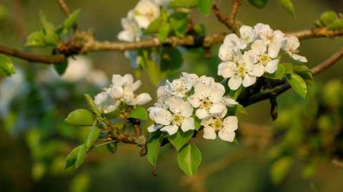 &Gamma;&epsilon;&omega;&rho;&gamma;&iota;&kappa;έ&sigmaf; &pi;&rho;&omicron;&epsilon;&iota;&delta;&omicron;&pi;&omicron;&iota;ή&sigma;&epsilon;&iota;&sigmaf; &gamma;&iota;&alpha; &tau;&eta;&nu; &Alpha;&chi;&lambda;&alpha;&delta;&iota;ά
