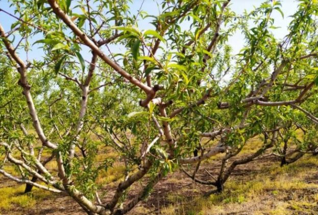&Zeta;&eta;&mu;&iota;έ&sigmaf; &sigma;&tau;&iota;&sigmaf; &kappa;&alpha;&lambda;&lambda;&iota;έ&rho;&gamma;&epsilon;&iota;&epsilon;&sigmaf; &alpha;&pi;ό &tau;&omicron;&nu; &pi;&alpha;&gamma;&epsilon;&tau;ό - &Alpha;&nu;&alpha;&kappa;&omicron;ί&nu;&omega;&sigma;&eta; &Alpha;&gamma;&rho;&omicron;&tau;&iota;&kappa;ώ&nu; &Sigma;&upsilon;&lambda;&lambda;ό&gamma;&omega;&nu; &Pi;έ&lambda;&lambda;&alpha;&sigmaf; &amp; &Eta;&mu;&alpha;&theta;ί&alpha;&sigmaf;