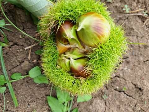 Bouche de Betizac: &Mu;&iota;&alpha; &Pi;&rho;ώ&iota;&mu;&eta; &kappa;&alpha;&iota; &Mu;&epsilon;&gamma;&alpha;&lambda;ό&kappa;&alpha;&rho;&pi;&eta; &Pi;&omicron;&iota;&kappa;&iota;&lambda;ί&alpha; &Kappa;&alpha;&sigma;&tau;&alpha;&nu;&iota;ά&sigmaf;