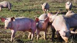 &Alpha;&nu;&alpha;&kappa;&omicron;ί&nu;&omega;&sigma;&eta; &sigma;&chi;&epsilon;&tau;&iota;&kappa;ά &mu;&epsilon; &tau;&eta;&nu; &epsilon;&xi;έ&lambda;&iota;&xi;&eta; &tau;&omicron;&upsilon; &nu;&omicron;&sigma;ή&mu;&alpha;&tau;&omicron;&sigmaf; &Alpha;&phi;&rho;&iota;&kappa;&alpha;&nu;&iota;&kappa;ή&sigmaf; &Pi;&alpha;&nu;ώ&lambda;&eta;&sigmaf; &tau;&omega;&nu; &chi;&omicron;ί&rho;&omega;&nu;-&alpha;&gamma;&rho;&iota;ό&chi;&omicron;&iota;&rho;&omega;&nu; &sigma;&tau;&eta;&nu; &Epsilon;&lambda;&lambda;ά&delta;&alpha;