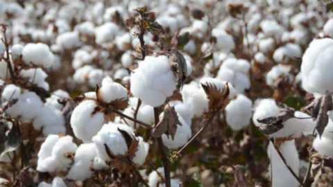 &Chi;&alpha;&mu;&eta;&lambda;ά έ&omega;&sigmaf; &mu;έ&tau;&rho;&iota;&alpha; &epsilon;&pi;ί&pi;&epsilon;&delta;&alpha; &sigma;&upsilon;&lambda;&lambda;ή&psi;&epsilon;&omega;&nu; &sigma;&kappa;&omicron;&upsilon;&lambda;&eta;&kappa;&iota;&omicron;ύ &sigma;&tau;&iota;&sigmaf; &beta;&alpha;&mu;&beta;&alpha;&kappa;&omicron;&kappa;&alpha;&lambda;&lambda;&iota;έ&rho;&gamma;&epsilon;&iota;&epsilon;&sigmaf; &tau;&omicron;&upsilon; &nu;&omicron;&mu;&omicron;ύ &Lambda;ά&rho;&iota;&sigma;&alpha;&sigmaf;