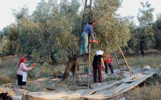 &laquo;&Alpha;&nu;&eta;&sigma;&upsilon;&chi;ί&alpha; &gamma;&iota;&alpha; &tau;&omicron; &Pi;&rho;ό&gamma;&rho;&alpha;&mu;&mu;&alpha; &Omicron;&rho;&gamma;&alpha;&nu;ώ&sigma;&epsilon;&omega;&nu; &Epsilon;&lambda;&alpha;&iota;&omicron;&kappa;&omicron;&mu;&iota;&kappa;ώ&nu; &Phi;&omicron;&rho;έ&omega;&nu;(&Omicron;&Epsilon;&Phi;)&raquo;