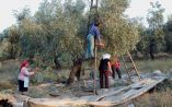 &laquo;&Alpha;&nu;&eta;&sigma;&upsilon;&chi;ί&alpha; &gamma;&iota;&alpha; &tau;&omicron; &Pi;&rho;ό&gamma;&rho;&alpha;&mu;&mu;&alpha; &Omicron;&rho;&gamma;&alpha;&nu;ώ&sigma;&epsilon;&omega;&nu; &Epsilon;&lambda;&alpha;&iota;&omicron;&kappa;&omicron;&mu;&iota;&kappa;ώ&nu; &Phi;&omicron;&rho;έ&omega;&nu;(&Omicron;&Epsilon;&Phi;)&raquo;
