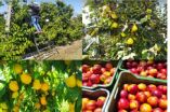 Έ&lambda;&lambda;&epsilon;&iota;&psi;&eta; &epsilon;&rho;&gamma;&alpha;&tau;ώ&nu; &gamma;&eta;&sigmaf;: &Kappa;ί&nu;&delta;&upsilon;&nu;&omicron;&sigmaf; &nu;&alpha; &mu;&epsilon;ί&nu;&omicron;&upsilon;&nu; &omicron;&iota; &pi;&alpha;&rho;&alpha;&gamma;&omega;&gamma;έ&sigmaf; &alpha;&sigma;&upsilon;&gamma;&kappa;ό&mu;&iota;&sigma;&tau;&epsilon;&sigmaf;