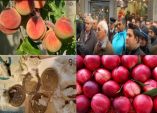 &Tau;&alpha; "Έ&psi;&alpha;&lambda;&alpha;&nu;" &omicron;&iota; &Rho;&omicron;&delta;&alpha;&kappa;&iota;&nu;&omicron;&pi;&alpha;&rho;&alpha;&gamma;&omega;&gamma;&omicron;ί &gamma;&iota;&alpha; &tau;&iota;&sigmaf; &epsilon;&nu;&iota;&sigma;&chi;ύ&sigma;&epsilon;&iota;&sigmaf; "&psi;ί&chi;&omicron;&upsilon;&lambda;&alpha;" &pi;&omicron;&upsilon; έ&lambda;&alpha;&beta;&alpha;&nu;