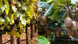 &Alpha;&nu;&omicron;ί&gamma;&epsilon;&iota; &eta; &Sigma;&omicron;&upsilon;&eta;&delta;&iota;&kappa;ή &alpha;&gamma;&omicron;&rho;ά &gamma;&iota;&alpha; &tau;&alpha; &pi;&omicron;&tau;ά &kappa;&alpha;&iota; &tau;&alpha; &tau;&rho;ό&phi;&iota;&mu;&alpha; &tau;&eta;&sigmaf; &Pi;&epsilon;&rho;&iota;&phi;έ&rho;&epsilon;&iota;&alpha;&sigmaf; &Alpha;&Mu;&Theta;