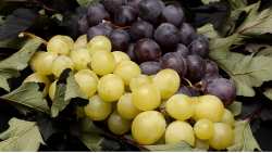 &Kappa;&Epsilon;&Omicron;&Sigma;&Omicron;&Epsilon;: &Mu;&epsilon;&tau;ά &tau;&eta;&nu; &alpha;&pi;&omicron;&tau;&upsilon;&chi;ί&alpha; &tau;&omega;&nu; &epsilon;&lambda;&epsilon;&gamma;&kappa;&tau;&iota;&kappa;ώ&nu; &mu;&eta;&chi;&alpha;&nu;&iota;&sigma;&mu;ώ&nu;, &alpha;&lambda;&lambda;&alpha;&gamma;ή &sigma;&tau;&rho;&alpha;&tau;&eta;&gamma;&iota;&kappa;ή&sigmaf; &sigma;&tau;&alpha; &theta;έ&mu;&alpha;&tau;&alpha; &pi;&alpha;&rho;&alpha;&omicron;&iota;&kappa;&omicron;&nu;&omicron;&mu;ί&alpha;&sigmaf;. Ό&chi;&iota; &pi;&rho;&omicron;&sigmaf; &tau;&omicron; &pi;&alpha;&rho;ό&nu; &sigma;&tau;&alpha; &alpha;&iota;&tau;ή&mu;&alpha;&tau;&alpha; &gamma;&iota;&alpha; &epsilon;&pi;&iota;&delta;ό&tau;&eta;&sigma;&eta; &epsilon;&kappa;&rho;ί&zeta;&omega;&sigma;&eta;&sigmaf;