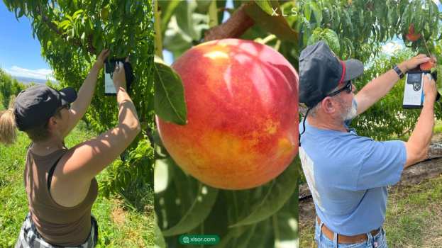 &Pi;&omega;&sigmaf; &beta;&omicron;&eta;&theta;ά&epsilon;&iota; &tau;&omicron;&upsilon; &rho;&omicron;&delta;&alpha;&kappa;&iota;&nu;&omicron;&pi;&alpha;&rho;&alpha;&gamma;&omega;&gamma;&omicron;ύ&sigmaf; &eta; &tau;&epsilon;&chi;&nu;&omicron;&lambda;&omicron;&gamma;ί&alpha; &tau;&eta;&sigmaf; XLSOR - &Alpha;&nu;&alpha;&lambda;ύ&epsilon;&iota; &omicron; &kappa;&alpha;&theta;&eta;&gamma;&eta;&tau;ή&sigmaf; &Iota;&omega;ά&nu;&nu;&eta;&sigmaf; &Mu;&eta;&nu;ά&sigmaf; &sigma;&tau;&eta;&nu; "&Epsilon;&Lambda;&Lambda;&Eta;&Nu;&Iota;&Kappa;&Eta; &Pi;&Alpha;&Rho;&Alpha;&Gamma;&Omega;&Gamma;&Eta;"
