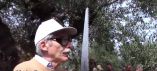 &Epsilon;&pi;ί&delta;&epsilon;&iota;&xi;&eta; &kappa;&lambda;&alpha;&delta;έ&mu;&alpha;&tau;&omicron;&sigmaf; &epsilon;&lambda;&iota;ά&sigmaf; &alpha;&pi;ό &Iota;&tau;&alpha;&lambda;ό &kappa;&alpha;&theta;&eta;&gamma;&eta;&tau;ή (&Beta;ί&nu;&tau;&epsilon;&omicron;)