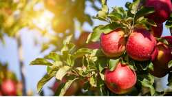 &Sigma;&tau;ή&rho;&iota;&xi;&eta; &tau;&omega;&nu; &pi;&alpha;&rho;&alpha;&gamma;&omega;&gamma;ώ&nu; &mu;ή&lambda;&omega;&nu; &sigma;&epsilon; &Alpha;&rho;&kappa;&alpha;&delta;ί&alpha; &kappa;&alpha;&iota; &Kappa;&omicron;&rho;&iota;&nu;&theta;ί&alpha; &zeta;&eta;&tau;&epsilon;ί &alpha;&pi;ό &tau;&omicron; &Upsilon;&Pi;&Alpha;&Alpha;&Tau;, &omicron; &pi;&epsilon;&rho;&iota;&phi;&epsilon;&rho;&epsilon;&iota;ά&rho;&chi;&eta;&sigmaf; &Pi;&epsilon;&lambda;&omicron;&pi;&omicron;&nu;&nu;ή&sigma;&omicron;&upsilon; &Pi;. &Nu;ί&kappa;&alpha;&sigmaf;