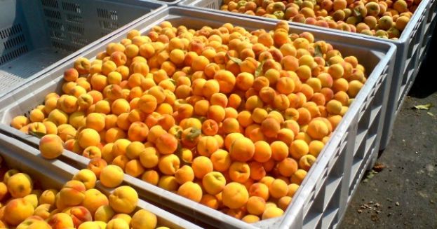 &Tau;&omicron; &sigma;&upsilon;&mu;&pi;ύ&rho;&eta;&nu;&omicron; &rho;&omicron;&delta;ά&kappa;&iota;&nu;&omicron; &tau;&eta;&sigmaf; &Epsilon;&lambda;&lambda;ά&delta;&alpha;&sigmaf; &sigma;&tau;&eta;&nu; &Kappa;&omicron;&rho;&epsilon;&alpha;&tau;&iota;&kappa;ή &alpha;&gamma;&omicron;&rho;ά - &Pi;&omicron;&iota;&omicron; &tau;&omicron; &kappa;&upsilon;&rho;&iota;ό&tau;&epsilon;&rho;&omicron; &pi;&rho;ό&beta;&lambda;&eta;&mu;&alpha; &pi;&omicron;&upsilon; &alpha;&nu;&tau;&iota;&mu;&epsilon;&tau;&omega;&pi;ί&zeta;&omicron;&upsilon;&nu; &omicron;&iota; &epsilon;&lambda;&lambda;&eta;&nu;&iota;&kappa;έ&sigmaf; &epsilon;&xi;&alpha;&gamma;&omega;&gamma;έ&sigmaf;