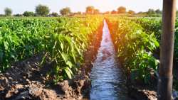 &Epsilon;&rho;ώ&tau;&eta;&sigma;&eta; &Omicron;&delta;&upsilon;&sigma;&sigma;έ&alpha; &Kappa;&omega;&nu;&sigma;&tau;&alpha;&nu;&tau;&iota;&nu;ό&pi;&omicron;&upsilon;&lambda;&omicron;&upsilon; &sigma;&epsilon; 5 &Upsilon;&pi;&omicron;&upsilon;&rho;&gamma;&omicron;ύ&sigmaf; &gamma;&iota;&alpha; &tau;&omicron; &pi;&rho;ό&beta;&lambda;&eta;&mu;&alpha; &tau;&eta;&sigmaf; έ&lambda;&lambda;&epsilon;&iota;&psi;&eta;&sigmaf; &tau;&omicron;&upsilon; &nu;&epsilon;&rho;&omicron;ύ &pi;&omicron;&upsilon; &alpha;&nu;&tau;&iota;&mu;&epsilon;&tau;&omega;&pi;ί&zeta;&omicron;&upsilon;&nu; &omicron;&iota; &alpha;&gamma;&rho;ό&tau;&epsilon;&sigmaf; &kappa;&alpha;&iota; &kappa;&tau;&eta;&nu;&omicron;&tau;&rho;ό&phi;&omicron;&iota;