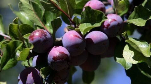 &Omicron;&iota; &chi;&alpha;&mu;&eta;&lambda;έ&sigmaf; &tau;&iota;&mu;έ&sigmaf; &pi;ώ&lambda;&eta;&sigma;&eta;&sigmaf; &delta;&alpha;&mu;ά&sigma;&kappa;&eta;&nu;&omega;&nu; &omicron;&delta;&eta;&gamma;&omicron;ύ&nu; &sigma;&tau;&eta; &epsilon;&kappa;&rho;ί&zeta;&omega;&sigma;&eta; &kappa;&alpha;&iota; &tau;&eta;&nu; &epsilon;&gamma;&kappa;&alpha;&tau;ά&lambda;&epsilon;&iota;&psi;&eta; &tau;&eta;&sigmaf; &kappa;&alpha;&lambda;&lambda;&iota;έ&rho;&gamma;&epsilon;&iota;&alpha;&sigmaf; &sigma;&tau;&eta;&nu; &Beta;&alpha;&lambda;έ&nu;&theta;&iota;&alpha;