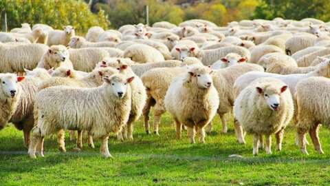 &Kappa;&alpha;&iota; &omicron;&iota; &kappa;&tau;&eta;&nu;&omicron;&tau;&rho;ό&phi;&omicron;&iota; &sigma;&tau;&eta;&nu; Zootechnia &sigma;&tau;&eta;&nu; &Theta;&epsilon;&sigma;&sigma;&alpha;&lambda;&omicron;&nu;ί&kappa;&eta;