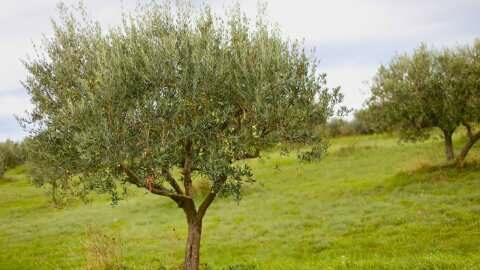 &Delta;&epsilon;&chi;ό&mu;&alpha;&sigma;&tau;&epsilon; &Pi;&rho;&omicron;&pi;&alpha;&rho;&alpha;&gamma;&gamma;&epsilon;&lambda;ί&epsilon;&sigmaf; &gamma;&iota;&alpha; &delta;&epsilon;&nu;&delta;&rho;ύ&lambda;&lambda;&iota;&alpha; &Epsilon;&lambda;&iota;ά&sigmaf; | &Phi;&upsilon;&tau;ώ&rho;&iota;&alpha; &Delta;&alpha;&nu;&iota;&eta;&lambda;ί&delta;&eta;&sigmaf;