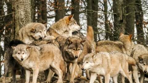 &Alpha;&gamma;έ&lambda;&eta; &alpha;&pi;&omicron;&tau;&epsilon;&lambda;&omicron;ύ&mu;&epsilon;&nu;&eta; &alpha;&pi;ό &epsilon;&nu;&nu;έ&alpha; &lambda;ύ&kappa;&omicron;&upsilon;&sigmaf; - &Sigma;&epsilon; &alpha;&pi;ό&gamma;&nu;&omega;&sigma;&eta; &omicron;&iota; &kappa;&tau;&eta;&nu;&omicron;&tau;&rho;ό&phi;&omicron;&iota; &sigma;&tau;&eta;&nu; &Pi;&epsilon;&lambda;&omicron;&pi;ό&nu;&nu;&eta;&sigma;&omicron; (&Beta;ί&nu;&tau;&epsilon;&omicron;)