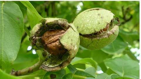 &Gamma;&epsilon;&omega;&rho;&gamma;&iota;&kappa;έ&sigmaf; &pi;&rho;&omicron;&epsilon;&iota;&delta;&omicron;&pi;&omicron;&iota;ή&sigma;&epsilon;&iota;&sigmaf; &gamma;&iota;&alpha; &tau;&eta;&nu; &Kappa;&alpha;&rho;&upsilon;&delta;&iota;ά