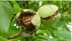 &Gamma;&epsilon;&omega;&rho;&gamma;&iota;&kappa;έ&sigmaf; &pi;&rho;&omicron;&epsilon;&iota;&delta;&omicron;&pi;&omicron;&iota;ή&sigma;&epsilon;&iota;&sigmaf; &gamma;&iota;&alpha; &tau;&eta;&nu; &Kappa;&alpha;&rho;&upsilon;&delta;&iota;ά