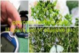&Epsilon;&lambda;&lambda;&eta;&nu;&iota;&kappa;ή &rho;ί&gamma;&alpha;&nu;&eta; &kappa;&alpha;&iota; &delta;&epsilon;&nu;&tau;&rho;&omicron;&lambda;ί&beta;&alpha;&nu;&omicron; &iota;&sigma;&chi;&upsilon;&rho;ό&tau;&epsilon;&rho;&alpha; &alpha;&pi;ό &tau;&alpha; &alpha;&nu;&tau;&iota;&delta;&iota;&alpha;&beta;&eta;&tau;&iota;&kappa;ά &phi;ά&rho;&mu;&alpha;&kappa;&alpha;