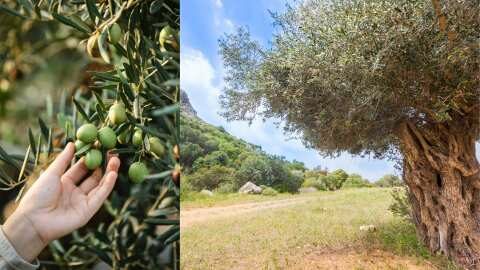 &Epsilon;&lambda;&iota;ά: &Pi;&omicron;&iota;&epsilon;&sigmaf; &omicron;&iota; &epsilon;&pi;&iota;&pi;&tau;ώ&sigma;&epsilon;&iota;&sigmaf; &tau;&eta;&sigmaf; &pi;&rho;&omicron;&sigma;&beta;&omicron;&lambda;ή&sigmaf; &sigma;&tau;&iota;&sigmaf; &Phi;&alpha;&iota;&nu;&omicron;&lambda;&iota;&kappa;έ&sigmaf; &epsilon;&nu;ώ&sigma;&epsilon;&iota;&sigmaf; &tau;&omicron;&upsilon; &kappa;&alpha;&rho;&pi;&omicron;ύ &alpha;&pi;ό &tau;&omicron;&nu; &delta;ά&kappa;&omicron;