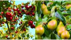 &Gamma;&epsilon;&omega;&rho;&gamma;&iota;&kappa;έ&sigmaf; &pi;&rho;&omicron;&epsilon;&iota;&delta;&omicron;&pi;&omicron;&iota;ή&sigma;&epsilon;&iota;&sigmaf; &gamma;&iota;&alpha; &tau;&eta; &Mu;&eta;&lambda;&iota;ά &kappa;&alpha;&iota; &Alpha;&chi;&lambda;&alpha;&delta;&iota;ά