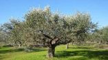 &Sigma;&tau;. &Alpha;&rho;&alpha;&chi;&omega;&beta;ί&tau;&eta;&sigmaf;: &laquo;&Eta; &alpha;&delta;&iota;&alpha;&phi;&omicron;&rho;ί&alpha; &kappa;&alpha;&iota; &eta;  &pi;&rho;&omicron;&chi;&epsilon;&iota;&rho;ό&tau;&eta;&tau;&alpha; &tau;&omicron;&upsilon; &Upsilon;&pi;AAT &alpha;&pi;&epsilon;&iota;&lambda;&epsilon;ί &tau;&eta;&nu; &epsilon;&lambda;&alpha;&iota;&omicron;&kappa;&omicron;&mu;ί&alpha; &sigma;&tau;&eta; &nu;έ&alpha; &Kappa;&Alpha;&Pi;&raquo;