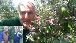 &Sigma;&epsilon; &pi;&lambda;ή&rho;&eta; &alpha;&nu;&theta;&omicron;&phi;&omicron;&rho;ί&alpha; &tau;&alpha; feijoa - &Eta; &delta;&epsilon;&nu;&delta;&rho;&omicron;&kappa;&alpha;&lambda;&lambda;&iota;έ&rho;&gamma;&epsilon;&iota;&alpha; &mu;&epsilon; &mu;&eta;&delta;&alpha;&mu;&iota;&nu;ά έ&xi;&omicron;&delta;&alpha; &kappa;&alpha;&iota; &iota;&kappa;&alpha;&nu;&omicron;&pi;&omicron;&iota;&eta;&tau;&iota;&kappa;ά &kappa;έ&rho;&delta;&eta; (&Beta;ί&nu;&tau;&epsilon;&omicron;)