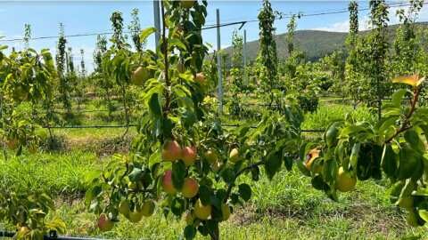 &Pi;ά&nu;&omega; &alpha;&pi;ό 1&euro; &tau;&omicron; &kappa;&iota;&lambda;ό &kappa;&alpha;&iota; &mu;&epsilon;&iota;&omega;&mu;έ&nu;&omicron; &sigma;&tau;&alpha; &mu;&iota;&sigma;ά &tau;&omicron; &kappa;ό&sigma;&tau;&omicron;&sigmaf; &gamma;&iota;&alpha; &psi;&epsilon;&kappa;&alpha;&sigma;&mu;&omicron;ύ&sigmaf; &sigma;&tau;&omicron; &Alpha;&chi;&lambda;ά&delta;&iota; Eden Gold (&Beta;ί&nu;&tau;&epsilon;&omicron;)