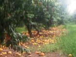 &Tau;&zeta;ά&kappa;&rho;&eta; &Theta;. : &Pi;&lambda;&eta;&rho;&omega;&mu;έ&sigmaf; &pi;&epsilon;&rho;ί&pi;&omicron;&upsilon; 8,5 &epsilon;&kappa;. &epsilon;&upsilon;&rho;ώ (Deminimis) &sigma;&tau;&omicron;&upsilon;&sigmaf; &rho;&omicron;&delta;&alpha;&kappa;&iota;&nu;&omicron;&pi;&alpha;&rho;&alpha;&gamma;&omega;&gamma;&omicron;ύ&sigmaf;